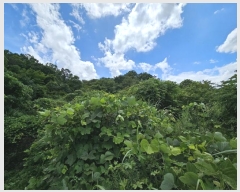  2024Ÿ��4878  ������