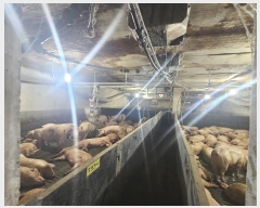  2024Ÿ��107753 �泲 ���ؽ� �Ѹ��� ��渮 388      ���(�󰡽ü�)���