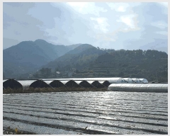  2024Ÿ6942 泲 ؽ  縮 1833      ()