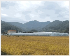  2024Ÿ6942 泲 ؽ  縮 1833      ()