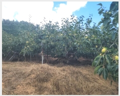  2024Ÿ5451 泲 â â   628     (1)