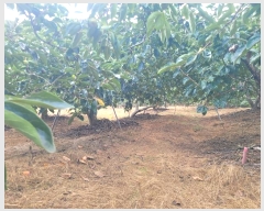  2024Ÿ5451 泲 â â   628     (1)