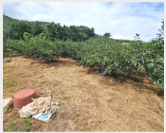  2024Ÿ5451 泲 â â   628     (1)