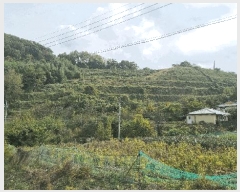  2024Ÿ7068 泲 ؽ Ѹ ݰ 35-4      (Ӿ)