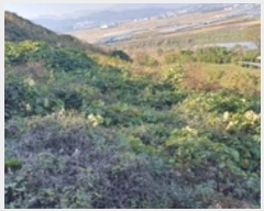  2024Ÿ7068 泲 ؽ Ѹ ݰ 35-4      (Ӿ)