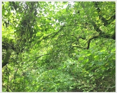  2024Ÿ107876 泲 â â ϸ  270     (Ӿ)