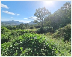  2024Ÿ113611 泲 â â ϸ 踮 1388     ()