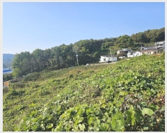  2024Ÿ114881 泲 â â  긮 334     (Ӿ)