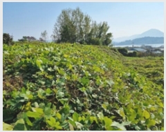  2024Ÿ114881 泲 â â  긮 334     (Ӿ)