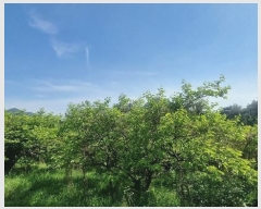  2024Ÿ104426 泲 ؽ Ѹ Ȱ 17      (Ӿ)