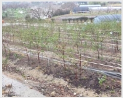  2024Ÿ��1633 �泲 ���ؽ� ������ ���긮 1239-2      ����(��1)���