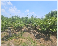  2024Ÿ107364 泲 â â  ϵ 506     (1)