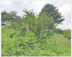  2024Ÿ3752 泲 ؽ û 800-241       ()