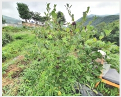  2024Ÿ3752 泲 ؽ û 800-241       ()