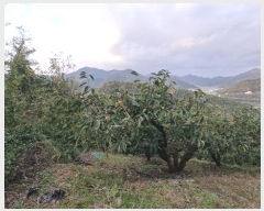  2024Ÿ��7013 �泲 â���� ��â�� �ϸ� �ܻ긮 678-2     ����(������)���