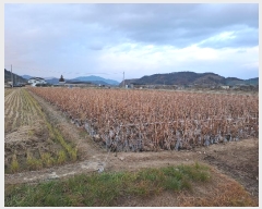  2024Ÿ115556 泲 â â ϸ ̸ 1511-6     ()