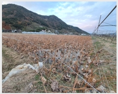  2024Ÿ115556 泲 â â ϸ ̸ 1511-6     ()