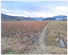  2024Ÿ115556 泲 â â ϸ ̸ 1511-6     ()