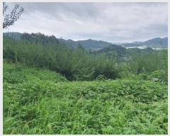  2024Ÿ4055 泲 ϵ ϵ ȭɸ 615-2      (Ӿ)