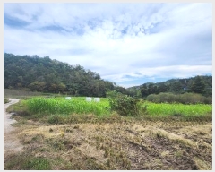  2024Ÿ5492 泲 õ   445-1      ()