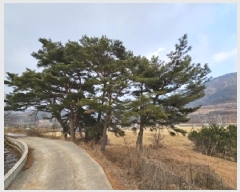  2024Ÿ6693 泲 û ܼ  75-15      (Ӿ)