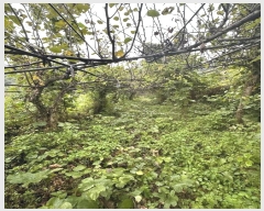  2024Ÿ��37413  ���������