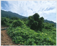  2024Ÿ4642 泲 ر   441      (1)