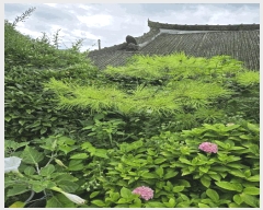  2024Ÿ��35905  ���ð��