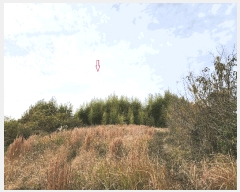  2024Ÿ38881 泲 ϵ ݼ ׸ 569      (1)