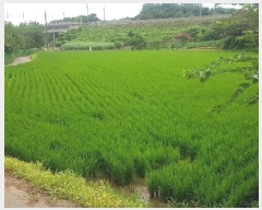  2024Ÿ3984 泲 ֽ Ϲݼ â̸ 456-2      (1)