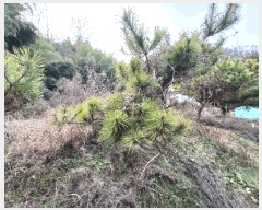  2024Ÿ6433 泲 ֽ 絿 442       ()