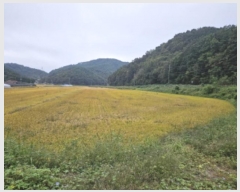  2024Ÿ��6525 �泲 ���ֽ� ������ ������ 286      ����(��)���