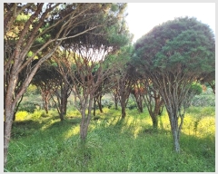  2024Ÿ38003 泲 õ   358-2      (1)