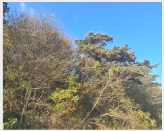  2024Ÿ39433 泲 õ   85      (Ӿ)