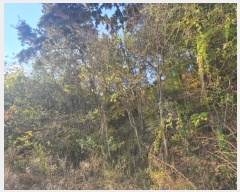  2024Ÿ39433 泲 õ   85      (Ӿ)