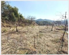  2024Ÿ��459  �����