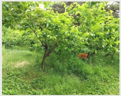  2024Ÿ2592 泲 û   344      (1)