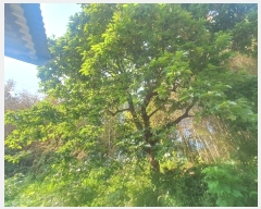  2024Ÿ��4277  �����