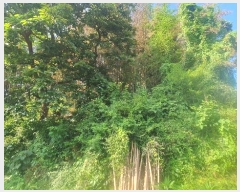  2024Ÿ��4277  �����