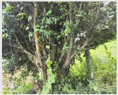  2024Ÿ4772 泲 ر â ׸ 532      (1)