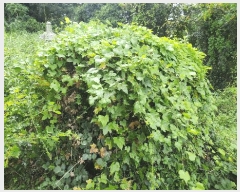  2024Ÿ4772 泲 ر â ׸ 532      (1)