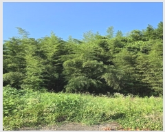  2024Ÿ36304 泲 ֽ  縮 519      (1)