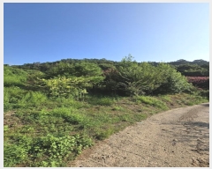  2024Ÿ36304 泲 ֽ  縮 519      (1)