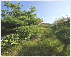  2024Ÿ36304 泲 ֽ  縮 519      (1)