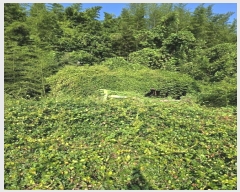  2024Ÿ36304 泲 ֽ  縮 519      (1)