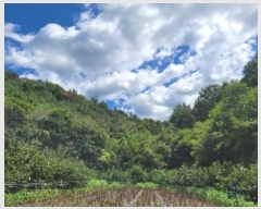  2024Ÿ36922 泲 ϵ ݼ  84-5      (Ӿ)