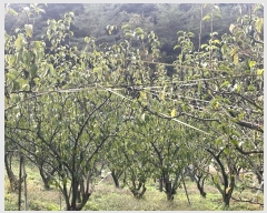  2024Ÿ��38775 �泲 ���ֽ� �̹ݼ��� �ϰ 455      ����(��)���