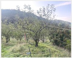  2024Ÿ��38775 �泲 ���ֽ� �̹ݼ��� �ϰ 455      ����(��)���