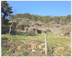  2024Ÿ��1424 �泲 �뿵�� �볲�� �幮�� 411-1      ����(����)���