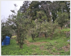  2024Ÿ��1424 �泲 �뿵�� �볲�� �幮�� 411-1      ����(����)���